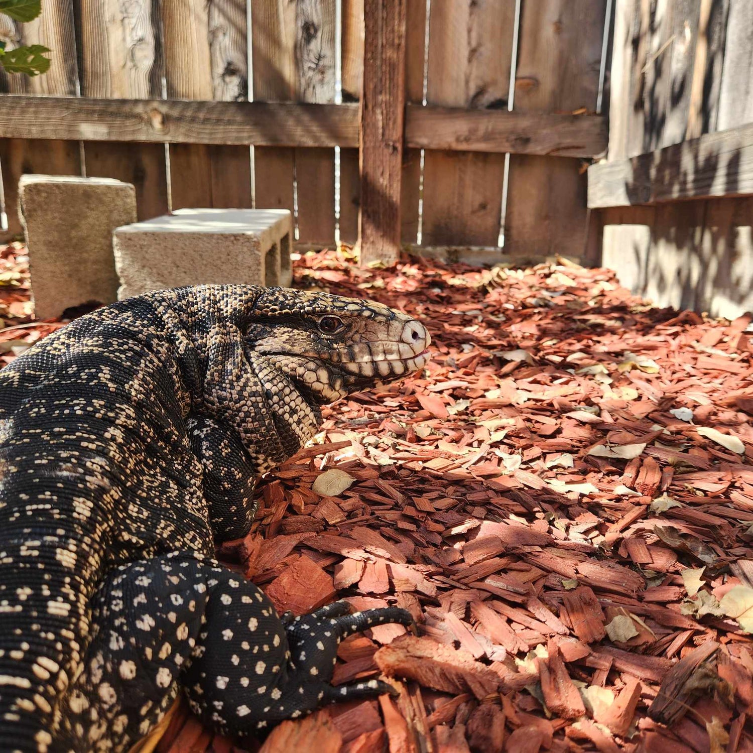 Dragon outdoor enjoying the sun