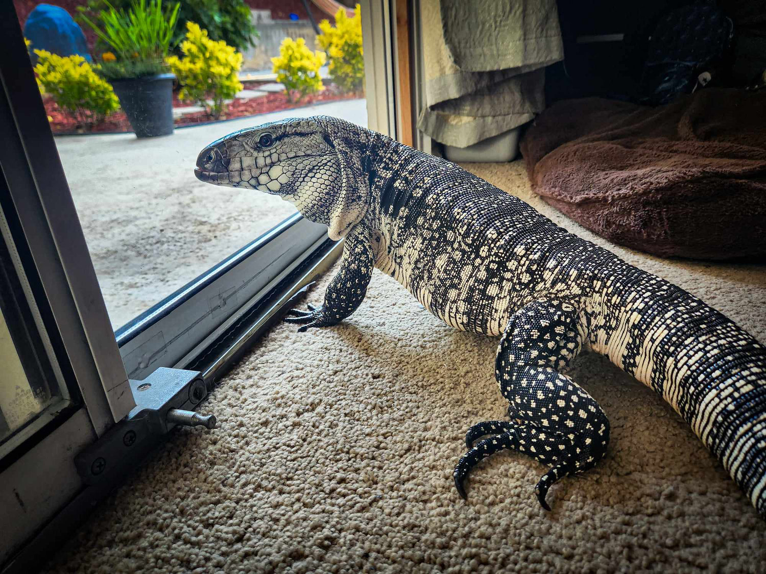 Ollie the Dragon looking out the back door